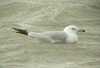 Ring-billed Gull at Westcliff Seafront (Steve Arlow) (66087 bytes) Ring-billed Gull at Westcliff Seafront (Steve Arlow) (66087 bytes)